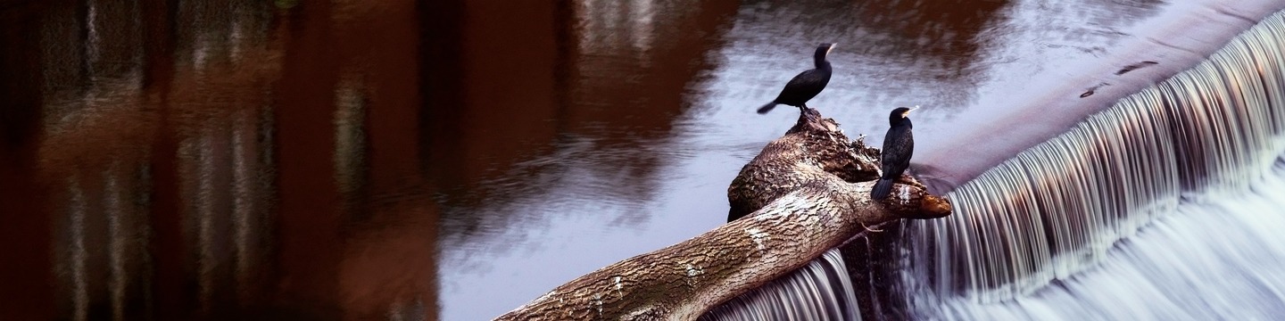 Birds sitting on branch in river